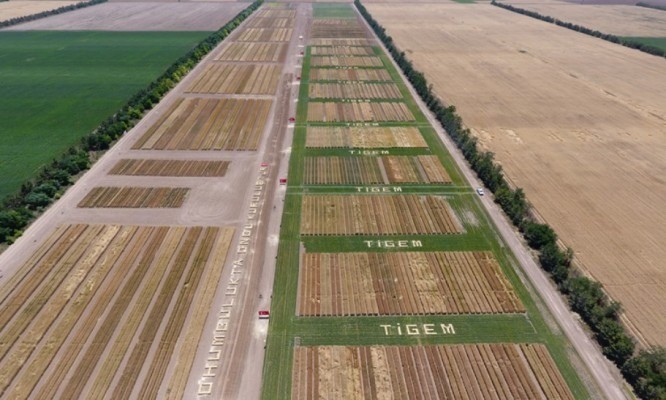 TİGEM Ceylanpınar Çiftliği